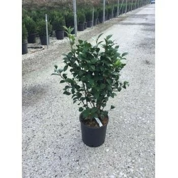 Camelia (Camellia Japonica ‘Perfection White’) 4 Camelia (Camellia Japonica ‘Perfection White’) - Afbeelding 2