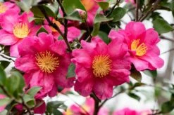 Camelia (Camellia Sasanqua 'Kanjiro')