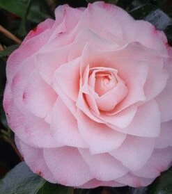 Camelia (Camellia Japonica 'Sacco Vera')