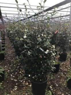 Camelia (Camellia Sasanqua 'Hino De Gumo') 5 Camelia (Camellia Sasanqua 'Hino De Gumo') -DIRECTPLANT Winkel camelliasasanquahinodegumo 1
