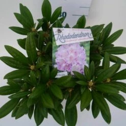 Dwergrhododendron (Rhododendron 'Caroline Allbrook') -DIRECTPLANT Winkel car. allbrook c4 boven 1