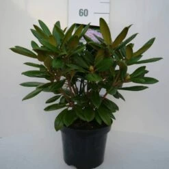 Dwergrhododendron (Rhododendron 'Caroline Allbrook') -DIRECTPLANT Winkel car. allbrook c4 voor 2