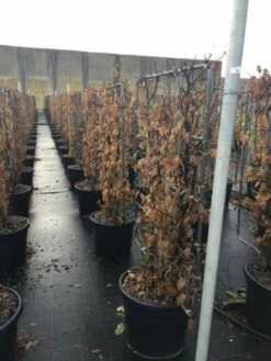 Haagbeuk Als Leivorm (Carpinus Betulus) -DIRECTPLANT Winkel carpinus45