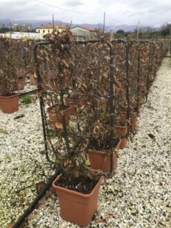 Nieuwe uitgaven -DIRECTPLANT Winkel carpinus81l