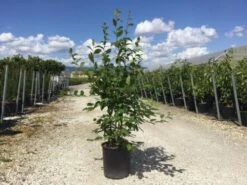 Meerstammige Haagbeuk (Carpinus Betulus)