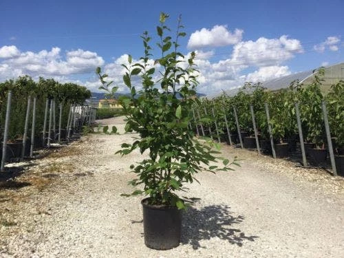 Meerstammige Haagbeuk (Carpinus Betulus) 3 Meerstammige Haagbeuk (Carpinus Betulus)