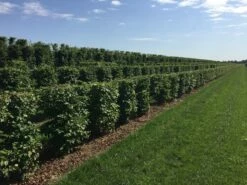 Haagbeuk Als Haagelement (Carpinus Betulus) -DIRECTPLANT Winkel carpinus betulus 100 x 50 x 50 cm drkl haagelement 3