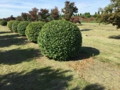 Haagbeuk Als Bolvorm (Carpinus Betulus) -DIRECTPLANT Winkel carpinus betulus 140 cm breed bol drkl 1