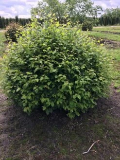 Haagbeuk Als Bolvorm (Carpinus Betulus) -DIRECTPLANT Winkel carpinus betulus 140 cm breed bol drkl 2
