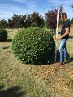Haagbeuk Als Bolvorm (Carpinus Betulus) -DIRECTPLANT Winkel carpinus betulus 140 cm breed bol drkl 3