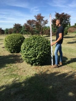 Haagbeuk Als Bolvorm (Carpinus Betulus) -DIRECTPLANT Winkel carpinus betulus 160 cm breed bol drkl 1