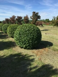 Haagbeuk Als Bolvorm (Carpinus Betulus) -DIRECTPLANT Winkel carpinus betulus 160 cm breed bol drkl 2