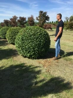 Haagbeuk Als Bolvorm (Carpinus Betulus) -DIRECTPLANT Winkel carpinus betulus 160 cm breed bol drkl 3
