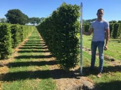 Haagbeuk Als Haagelement (Carpinus Betulus) -DIRECTPLANT Winkel carpinus betulus 200 x 50 x 50 cm drkl haagelement 1