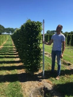 Haagbeuk Als Haagelement (Carpinus Betulus) -DIRECTPLANT Winkel carpinus betulus 200 x 50 x 50 cm drkl haagelement 3 1