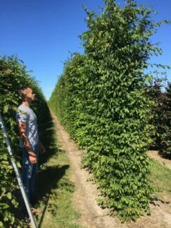 Haagbeuk Als Haagelement (Carpinus Betulus) -DIRECTPLANT Winkel carpinus betulus 350x50x50 haagelement