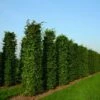 Haagbeuk Als Haagelement (Carpinus Betulus) -DIRECTPLANT Winkel carpinus betulus 4 1