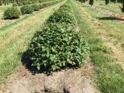 Haagbeuk Als Bolvorm (Carpinus Betulus) -DIRECTPLANT Winkel carpinus betulus 60 cm breed bol drkl 2