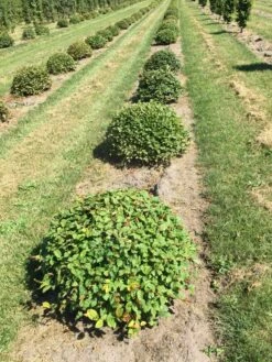 Haagbeuk Als Bolvorm (Carpinus Betulus) -DIRECTPLANT Winkel carpinus betulus 80 cm breed bol drkl 1