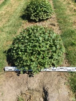 Haagbeuk Als Bolvorm (Carpinus Betulus) -DIRECTPLANT Winkel carpinus betulus 80 cm breed bol drkl 2