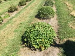 Haagbeuk Als Bolvorm (Carpinus Betulus) -DIRECTPLANT Winkel carpinus betulus 80 cm breed bol drkl 3