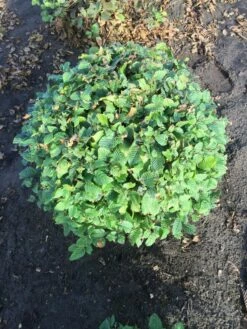 Haagbeuk Als Bolvorm (Carpinus Betulus) -DIRECTPLANT Winkel carpinus betulus 90 cm breed bol drkl 1