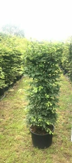 Haagbeuk Als Haagelement (Carpinus Betulus) -DIRECTPLANT Winkel carpinus betulus h100x50x50 1