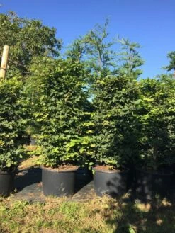 Haagbeuk Als Haagelement (Carpinus Betulus) -DIRECTPLANT Winkel carpinus betulus h125x50x50 1 1