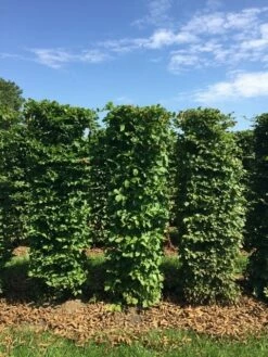 Haagbeuk Als Haagelement (Carpinus Betulus) -DIRECTPLANT Winkel carpinus betulus h150x50x50 cm 3 1