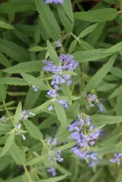 Caryopteris (Caryopteris Clandonensis 'Blue Empire') -DIRECTPLANT Winkel caryopteris clan blue empire 2