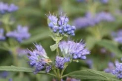 Caryopteris (Caryopteris Clandonensis 'Blue Empire') -DIRECTPLANT Winkel caryopteris clan blue empire 3
