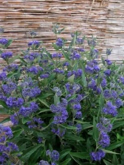 Caryopteris (Caryopteris Clandonensis 'Thetis') -DIRECTPLANT Winkel caryopteris clandonensis thetis 1