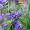 Caryopteris (Caryopteris Clandonensis 'Thetis') -DIRECTPLANT Winkel caryopteris clandonensis thetis 2