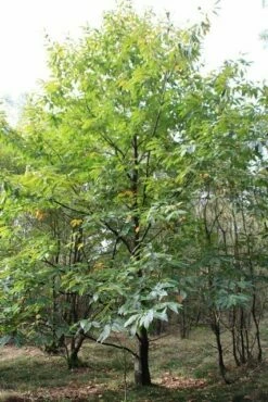 Tamme Kastanje (Castanea Sativa) -DIRECTPLANT Winkel castanea sativa tamme kastanje 1