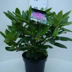 Rhododendron (Rhododendron Catawbiense 'Boursault') -DIRECTPLANT Winkel cat. boursalt c5 voor 1