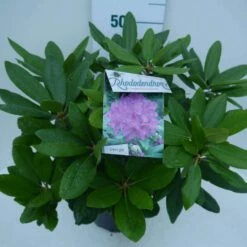 Rhododendron (Rhododendron Catawbiense 'Boursault') -DIRECTPLANT Winkel cat. boursalt c5 zij