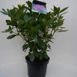 Rhododendron (Rhododendron Catawbiense 'Grandiflorum') -DIRECTPLANT Winkel cat grandiflorum c5 voor 1