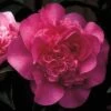Camelia Als Leivorm (Camellia 'Debbie') -DIRECTPLANT Winkel cawdebbi 3