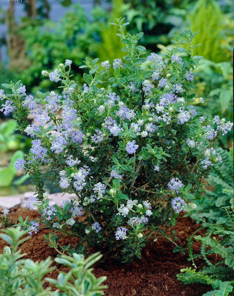 Amerikaanse Sering (Ceanothus 'Puget Blue') 3 Amerikaanse Sering (Ceanothus 'Puget Blue')