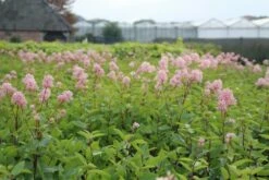 Amerikaanse Sering (Ceanothus 'Marie Simon') -DIRECTPLANT Winkel ceanothus marie simon 1