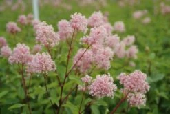 Amerikaanse Sering (Ceanothus 'Marie Simon') -DIRECTPLANT Winkel ceanothus marie simon 3