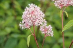 Amerikaanse Sering (Ceanothus 'Marie Simon') -DIRECTPLANT Winkel ceanothus marie simon 4