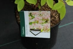 Amerikaanse Sering (Ceanothus 'Marie Simon') -DIRECTPLANT Winkel ceanothus pallidus marie simon