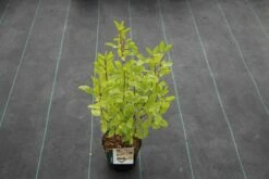 Amerikaanse Sering (Ceanothus 'Marie Simon') -DIRECTPLANT Winkel ceanothus pallidus marie simon 5