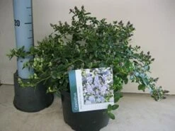 Amerikaanse Sering (Ceanothus Thyrsiflorus 'Repens') -DIRECTPLANT Winkel ceanothus repens c5 maart.jpg