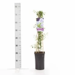 Amerikaanse Sering (Ceanothus Thyrsiflorus 'Repens') -DIRECTPLANT Winkel ceanothus thyrsiflorus var. repens