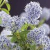 Amerikaanse Sering (Ceanothus Thyrsiflorus 'Repens') -DIRECTPLANT Winkel ceanothus thyrsiflorus var. repens 2