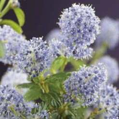 Amerikaanse Sering (Ceanothus Thyrsiflorus 'Repens')