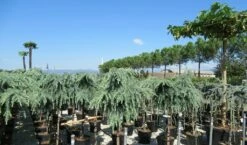 Treurceder Op Stam (Cedrus Libani 'Glauca Pendula') -DIRECTPLANT Winkel cedrus