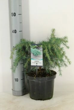 Ceder (Cedrus Deodara 'Feelin Blue') -DIRECTPLANT Winkel cedrus deodara feelin blue c3 m 1 1